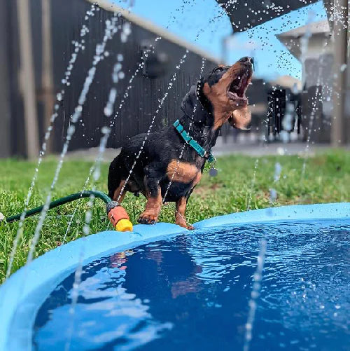 Splash Pad Sprinkler